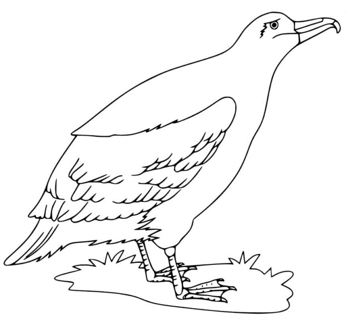 Livre de coloriage en ligne Albatros sur l'herbe