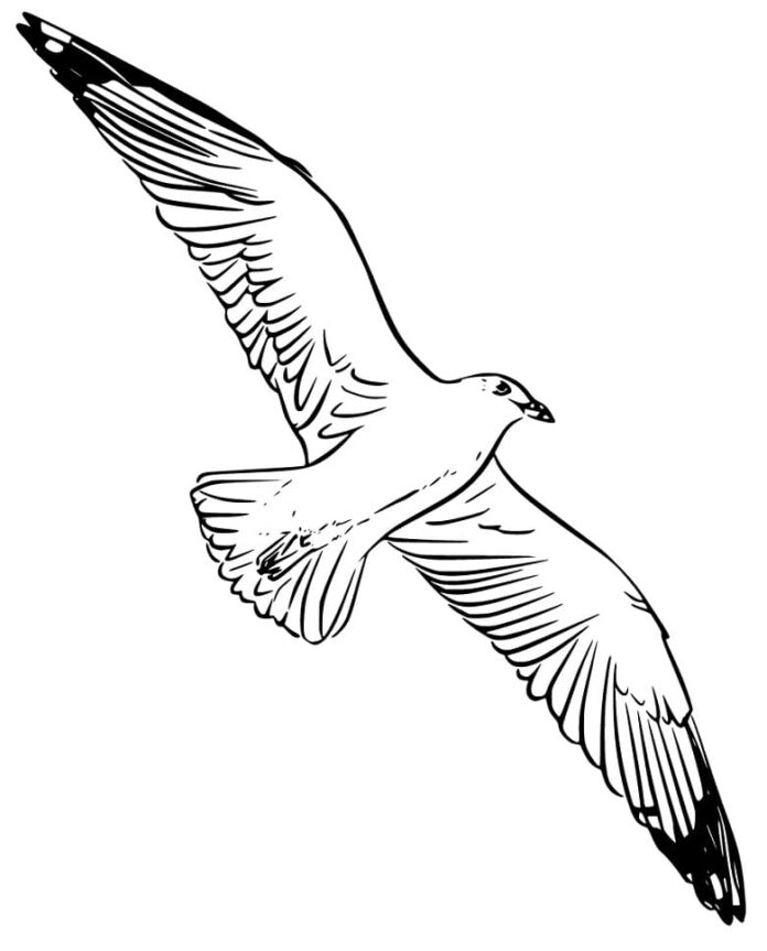 Livre de coloriage en ligne Albatros en vol
