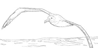 オンライン塗り絵 海の上を飛ぶアホウドリ