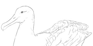 Online coloring book Albatross laying eggs