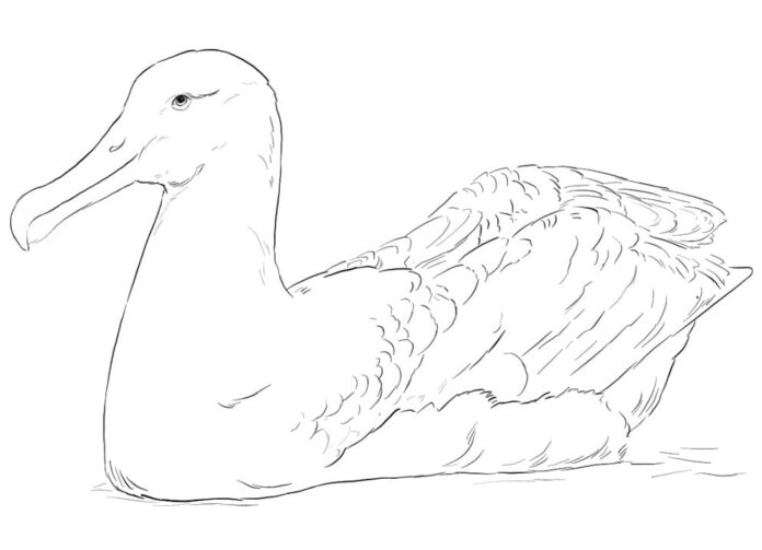 Online-Malbuch Albatrosse legen Eier