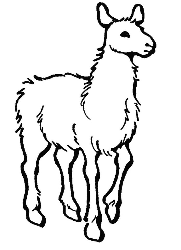Livre de coloriage en ligne Alpaca pour enfants