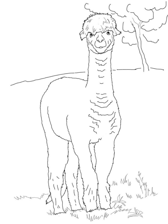Online coloring book Alpaca on a meadow