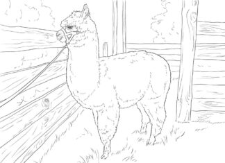 Online coloring book Alpaca in a house