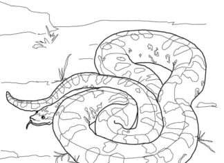 Livre de coloriage en ligne Anaconda se prélassant au soleil