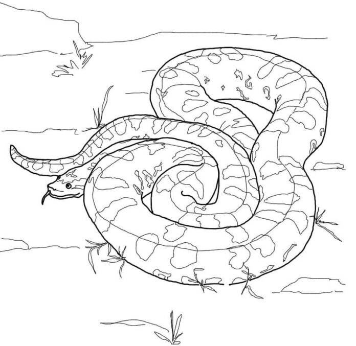 ONLINE Coloring Book Anaconda basking in the sun