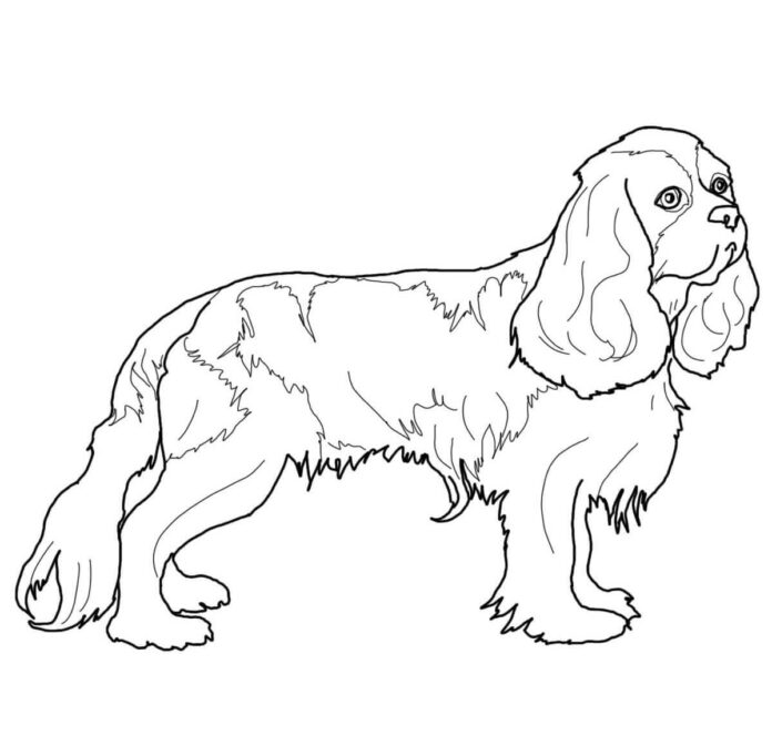 Online coloring book Cavalier dog