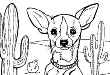 Livro online para colorir Chihuahua no deserto