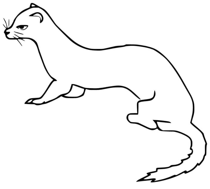 Online coloring book Curious Weasel for kids