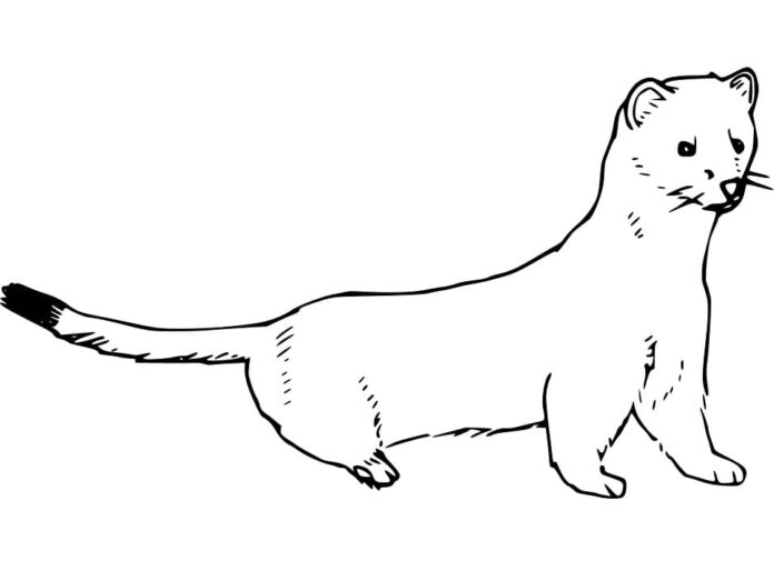 Coloring Book Curious Mink to Print