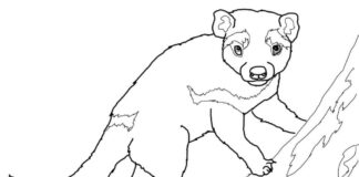 Tasmanian Devil in a tree printable coloring book for kids