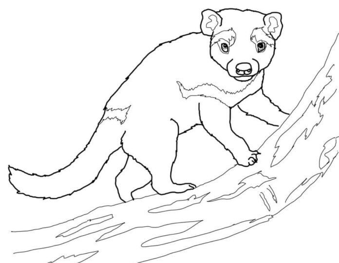 Druckfähiges Tasmanischer Teufel auf einem Baum Malbuch für Kinder