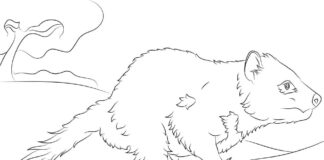 Online coloring book The Tasmanian Devil on the Run