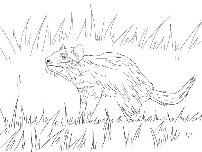 Online coloring book Tasmanian Devil in the grass