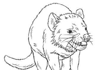 Online coloring book The Tasmanian Devil of Australia