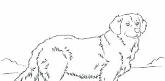 Online coloring book Adult Golden retriever in a meadow
