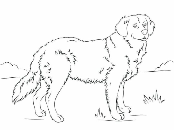 Online coloring book Adult Golden retriever in a meadow