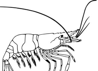 Online coloring book Big shrimp for kids