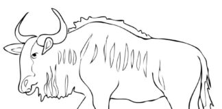 Online coloring book Large male wildebeest
