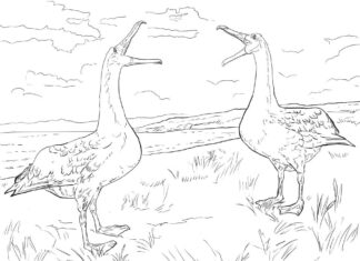 Online coloring book Two albatrosses on an island