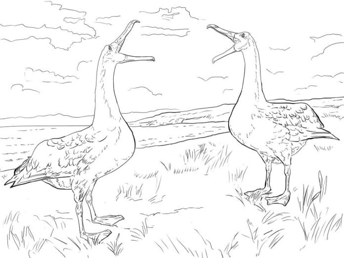 オンラインぬりえ「Two albatrosses on an island（島のアホウドリ）」。