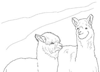 Libro para colorear online Dos alpacas contentas