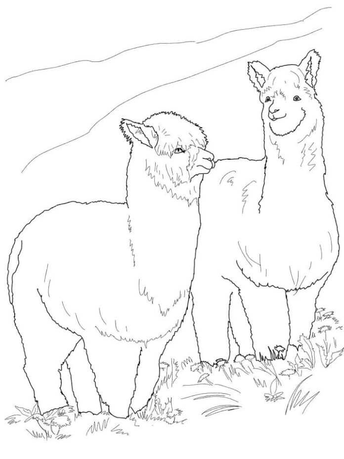 Färgbok online Två nöjda alpackor