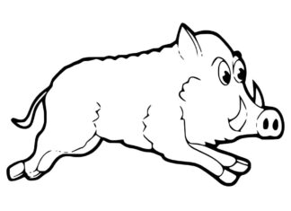 Online coloring book Wild boar on the run
