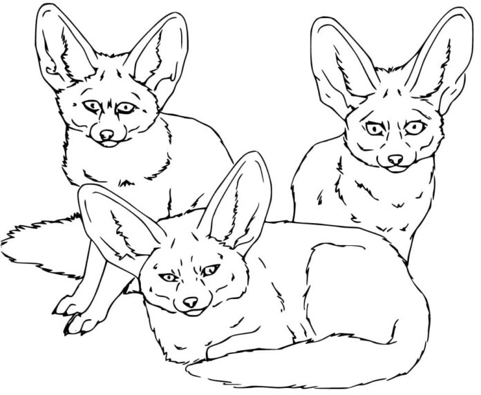 Online coloring book Fennec family