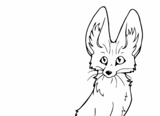 Online coloring book The Fennec with big ears