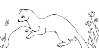 Online coloring book Ferret on a rock in the meadow