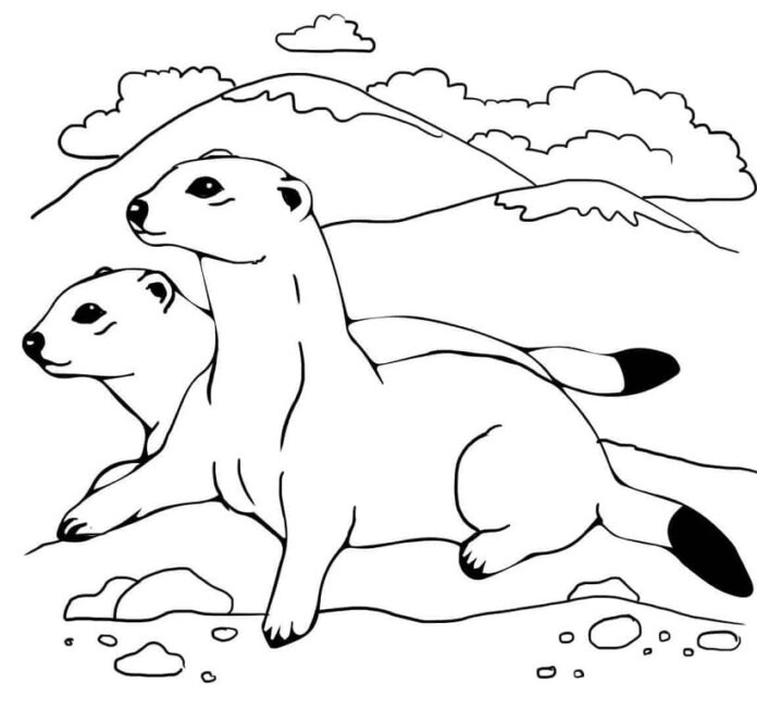 Online coloring book Ferrets are basking