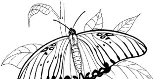 Farvelægningsbog til udskrivning og til udskrivning Larve og sommerfugl