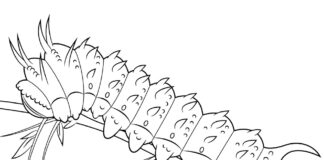 Färgbok att skriva ut Caterpillar på en gren