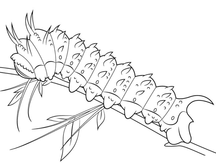 Tulostettava värityskirja Caterpillar on a branch (Toukka oksalla)