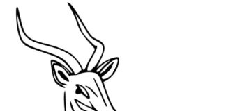 Online målarbok Gazelle of Africa