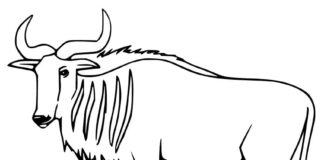 Online coloring book Gnu from African savannah