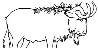 Online coloring book Gnu from the cartoon for kids