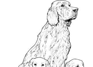 Libro da colorare online Cani Golden retriever