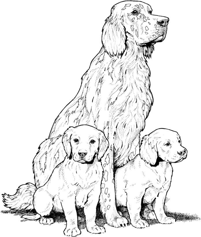Online színező könyv Golden retriever kutyák