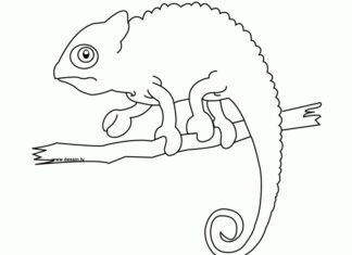 Printable coloring book Chameleon walks on a branch