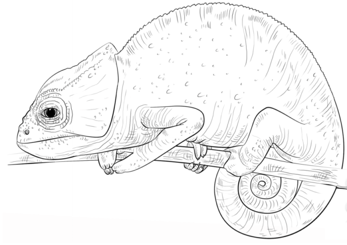 Printable coloring book Chameleon on a tree branch