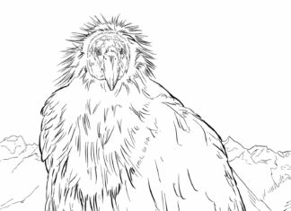 Omaľovánka Kondor Veľký vták na vytlačenie