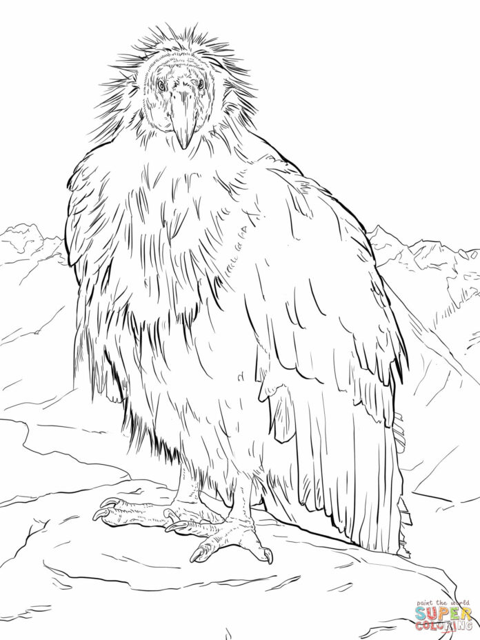 Omalovánky Condor Velký pták k vytisknutí