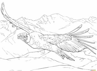 Omalovánky Kondor v letu pták k vytisknutí