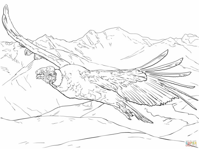 Omaľovánka Kondor v lete vták na vytlačenie