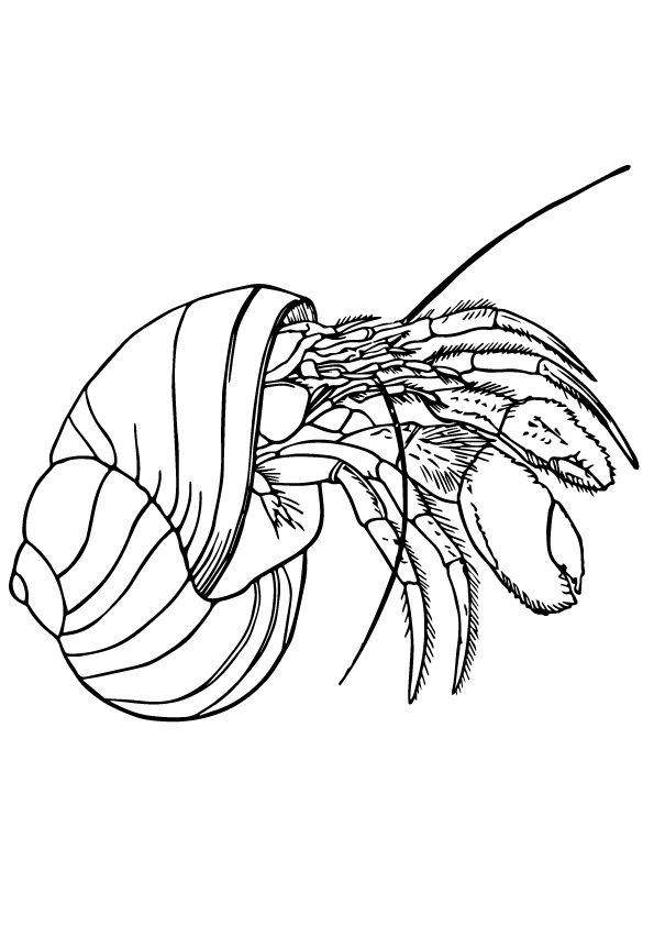 Online coloring book Crab in the shell