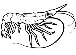 Online coloring book Sea shrimp