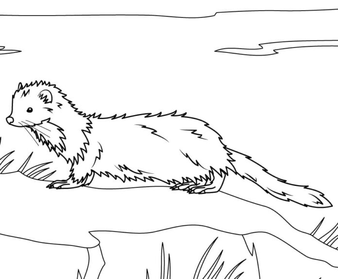 Printable coloring book The marten after the rain for kids