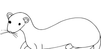 Online coloring book Weasel for kids
